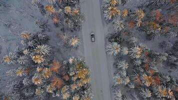 Antenne Aussicht von Auto auf schneebedeckt Straße unter schneebedeckt Winter Bäume video