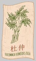 Drawing EUCOMMIA in Chinese. Hand drawn illustration. The Latin name is EUCOMMIA ULMOIDES OLIV. vector