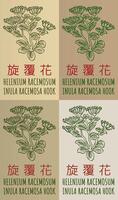 Set of drawing HELENIUM RACEMOSUM in Chinese in various colors. Hand drawn illustration. The Latin name is INULA RACEMOSA HOOK. vector