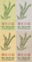 Set of drawing WHITE SWALLOW-WORT in Chinese in various colors. Hand drawn illustration. The Latin name is VINCETOXICUM HIRUNDINARIA MEDIK. vector