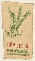 Drawing WHITE SWALLOW-WORT in Chinese. Hand drawn illustration. The Latin name is VINCETOXICUM HIRUNDINARIA MEDIK. vector