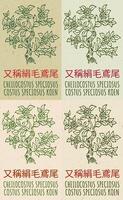 conjunto de dibujo cheilocostus speciosus en chino en varios colores. mano dibujado ilustración. el latín nombre es costarnos speciosus koen. vector