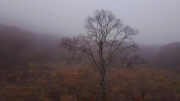 een antenne visie van een boom in een mistig Woud in een opruimen. herfst Woud video