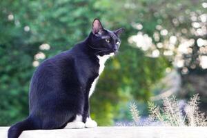 Cute black furry cat sits straight and staring at something outside the house, background is trees and bokeh. Pet, mammal and playful concept. photo