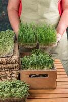 A woman holds two trays of cereal microgreens. Nearby there are many boxes with different microgreens. photo