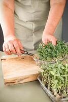 Farmer woman cuts microgreen sprouts with scissors. Selective focus. Green background. photo