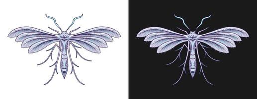 White plum moth, unusual pale night butterfly for mystic, esoteric design. Illustration in vintage style. vector