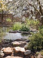 Pond with large stones on the bank surrounded by flowering plants. photo
