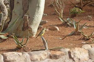 Picture of a colorful masker weaver bird sitting in grass in Namibia photo