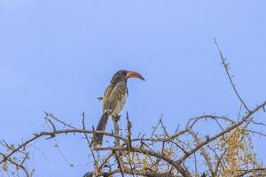 Picture of an Monteirotoko bird sitting on a tree against blue sky in Namibia photo