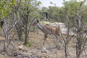 Picture of a Kudu in Etosha National Park in Namibia photo