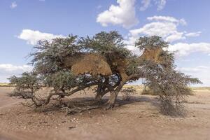 imagen de un acacia árbol con un grande tejedor aves nido en un verde prado en contra un azul cielo en etosha nacional parque en Namibia durante el día foto