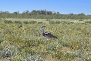 imagen de un soltero koritrap en el namibio etosha parque Nacional foto