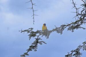 Picture of a colorful masker weaver bird sitting in grass in Namibia photo