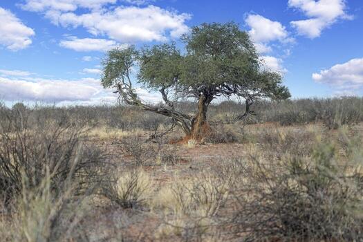 Picture of an acacia tree with a termite nest around the trunk photo