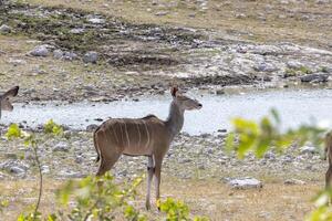 Picture of a Kudu at an waterhole in Etosha National Park in Namibia photo