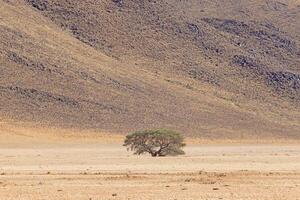 Picture of a lonely acacia tree in a dry desert landscape in Namibia during the day photo