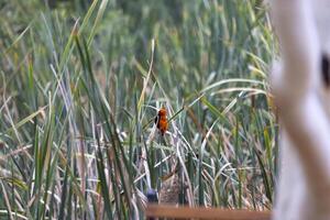 Picture of a colorful orix weaver bird sitting in grass in Namibia photo