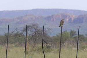 halcón sentado en un cerca enviar en el Waterberg región de Namibia foto