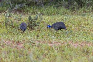 Picture of a group of guinea fowl in a busPicture of a group of guinea fowl in a bush landscape in Namibia during the dayh landscape in Namibia photo