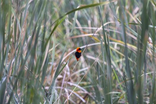 Picture of a colorful orix weaver bird sitting in grass in Namibia photo