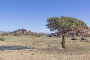 Picture of an acacia tree in front of a rock formation in southern Namibia near Fish River Canyon photo