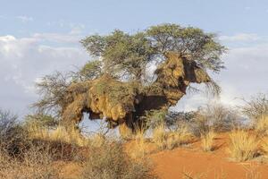 Picture of an acacia tree with a big weaver birds nest on a green meadow against a blue sky in Etosha national park in Namibia during the day photo