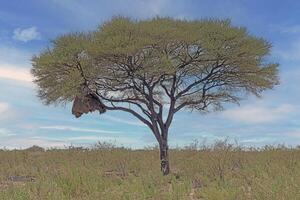Picture of an acacia tree with a big weaver birds nest on a green meadow against a blue sky in Etosha national park in Namibia during the day photo