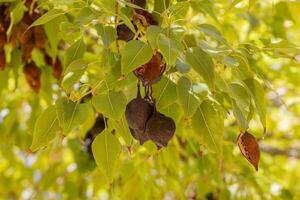 Close up picture of brown fruit growing between green leafs photo