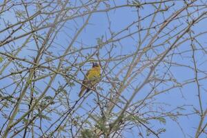 Picture of a colorful masker weaver bird sitting in grass in Namibia photo