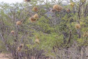 Picture of some waver bird nest in a tree in Namibia photo