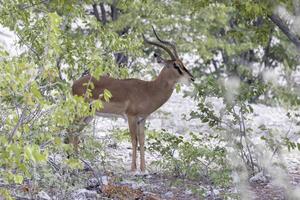 Picture of a male Impala in Etosha National Park in Namibia photo