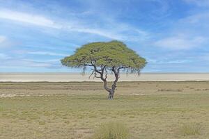 Picture of an acacia tree on a green meadow against a blue sky in Etosha national park in Namibia during the day photo