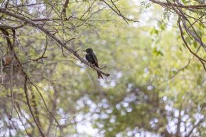 Picture of a drongo bird sitting on a branch in Etosha National Park photo