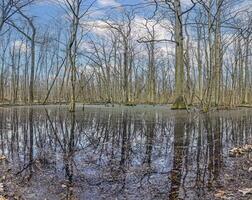 Image of leafless trees standing in a swamp and reflected in the water photo