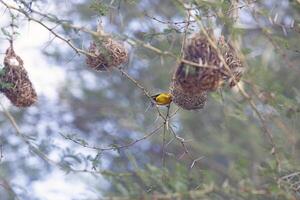 imagen de un vistoso enmascarador tejedor pájaro sentado en césped en Namibia foto