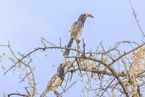 Picture of an Monteirotoko bird sitting on a tree against blue sky in Namibia photo