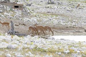 Picture of a group of Impalas drinking at an waterhole in Etosha National Park in Namibia photo