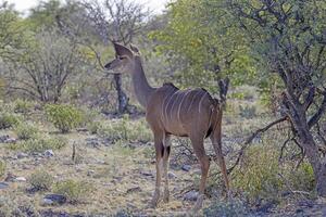 imagen de un Kudu en etosha nacional parque en Namibia foto