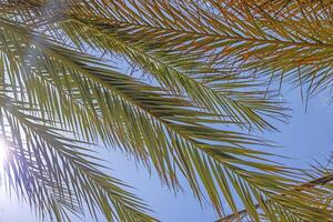 Image of branched palm leaves from the ground perspective against a blue sky photo