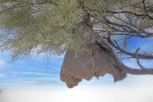 Picture of a large weaver bird's nest in an acacia tree against a blue sky photo