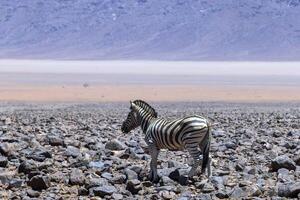 Picture of a zebra standing in a dry desert area in Namibia photo