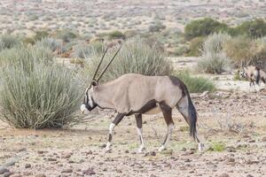 Picture of an Oryx antelope standing in the Namibian Kalahari photo