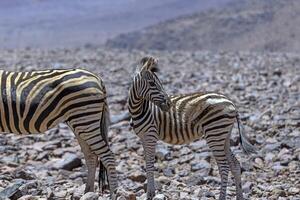 Picture of a zebra foal standing on vast barren desert land in Namibia photo