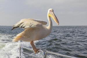 Picture of a large pelican sitting on a boat railing near Walvis Bay in Namibia during the day photo