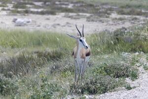 imagen de un gacela con cuernos en etosha nacional parque en Namibia foto