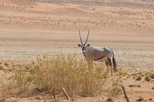 Picture of an Oryx antelope standing in the Namib desert photo