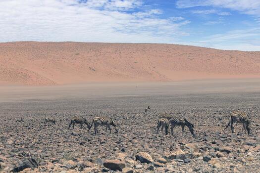 Picture of a group of zebras standing in a dry desert area in Namibia photo