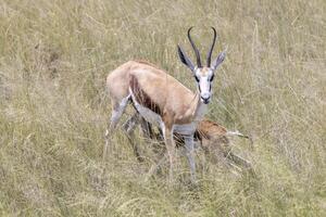 Picture of a springbok with horns in Etosha National Park in Namibia photo