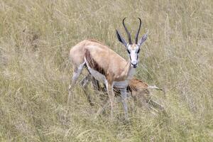 imagen de un gacela con cuernos en etosha nacional parque en Namibia foto